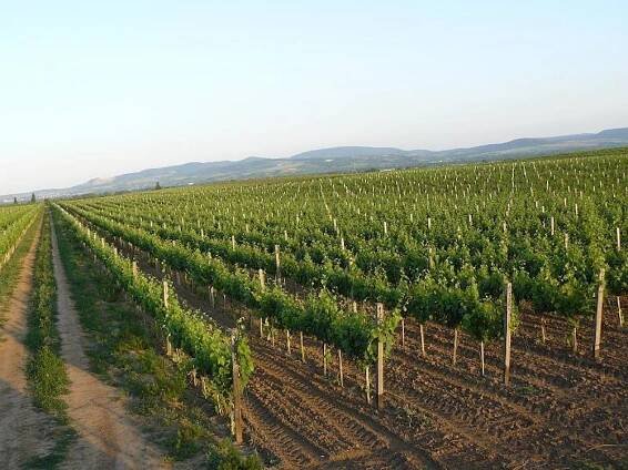 Vinohrady, vinice pri Šárde v Galante | Promitor Vinorum