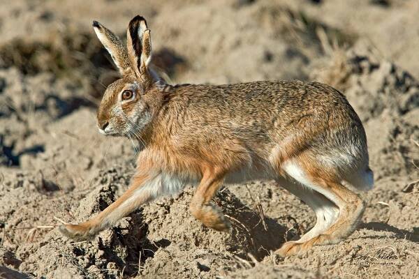 Zajícovci | Štěpán Mikulka | Wildlife fotograf