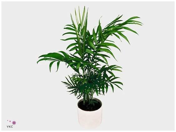 Chamaedorea elegans 110 cm