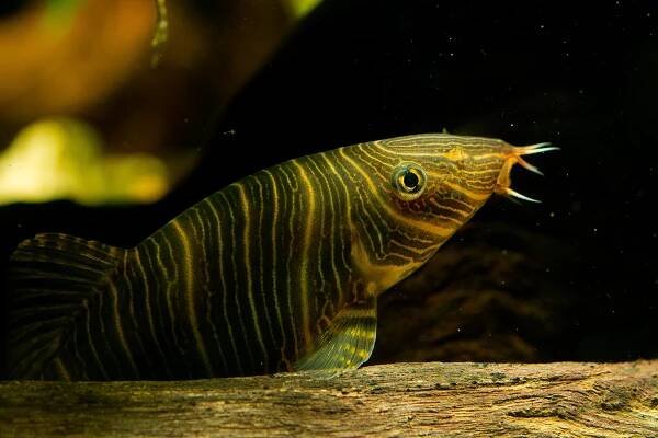 Obchod s akvarijními rybami může mít vliv na biodiverzitu