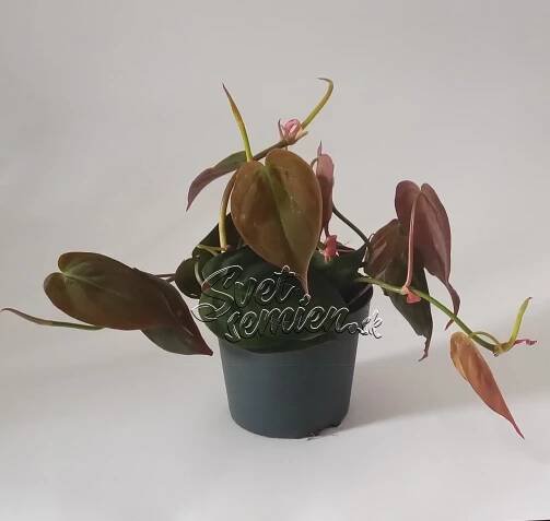 Philodendron scandens subsp. micans