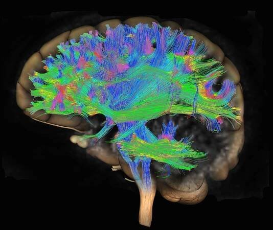 What brain circuits have to do with mental illness