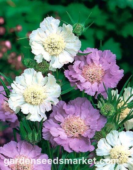 Kavkazský jehelníček - výběr odrůdy; jehelníček, kavkazská scabiosis - 21 semen - Scabiosa caucasica - semena – Garden Seeds