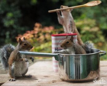Squirrels | Max Ellis Photography