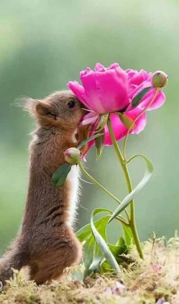 Pin by joan lawrence on PHOTOGRAPHY | Funny squirrel pictures, Squirrel funny, Squirrel pictures