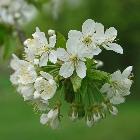 Prunus avium Slivoň- Třešeň ptačí