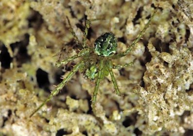 Cryptaranea atrihastula-Cryptic Orbweb Spider (NZAC06001374) .jpg