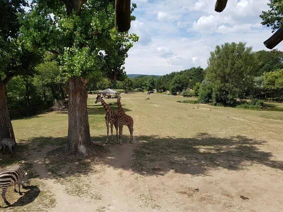 Fotografie - Zoo Dvůr Králové - 30.07.2018