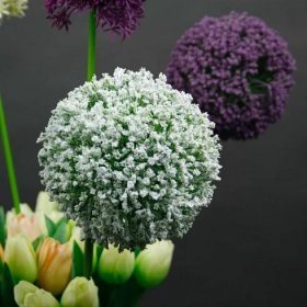 Umělé květiny jako živé česnek bílý