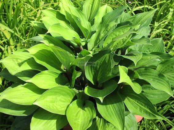 Hosta " Bonfire " - bohyška Zahradnictví Krulichovi - zahradnictví, květinářství, trvalky, skalničky, bylinky a koření 
