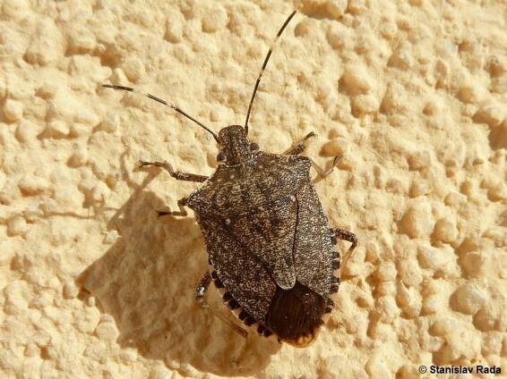 Halyomorpha halys - kněžice mramorovaná | Pentatomidae - kněžicovití | Natura Bohemica