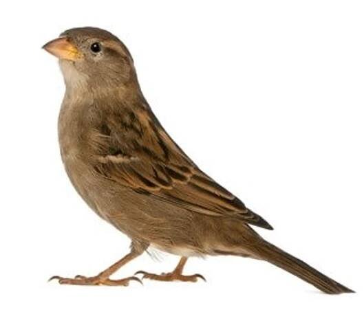 House Sparrow