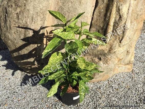 Aucuba japonica ‚Variegata‘ – Aukuba japonská
