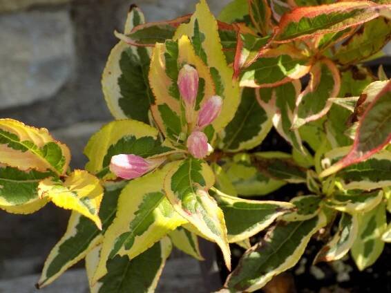 Weigela florida 'Aureovarieta' - Obrázek 2