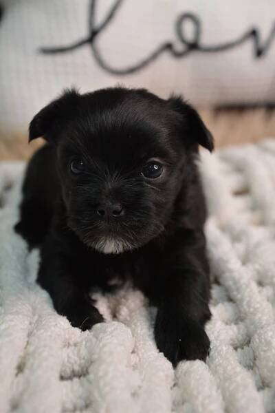 Eliot -Male Morkie 43