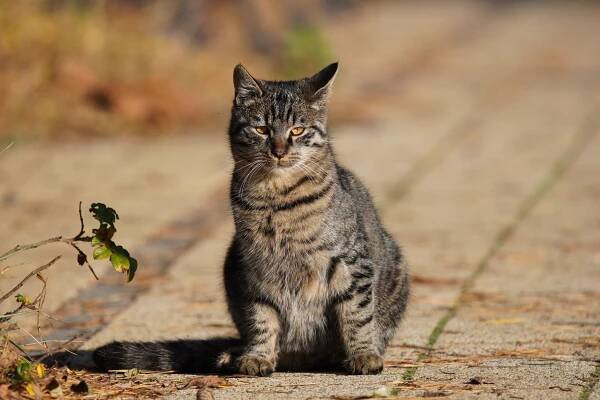 Sony FE 200-600 mm f/5.6-6.3 G OSS review - Sample shots - LensTip.com