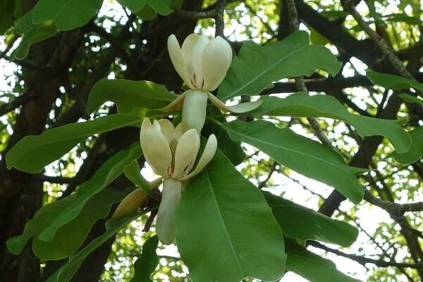 Magnolia officinalis var. biloba