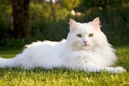 Siberian Cat: Breed Profile, Features, Behavior, Color, and Health