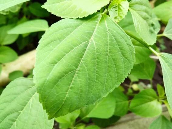 How to Grow Acalypha Indica Easily? - podhya.com