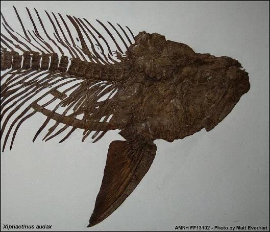 Xiphactinus audax Leidy