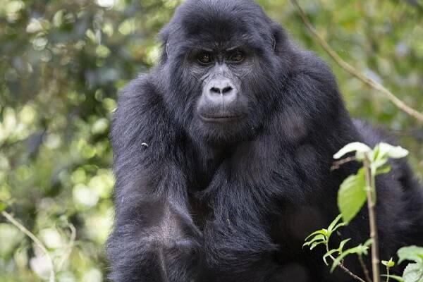 Uganda: Praktické tipy na dovolenou 1