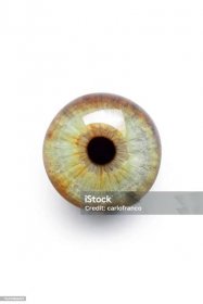 Oko - Iris -Žák - Bez autorských poplatků Zelené oči Stock fotka