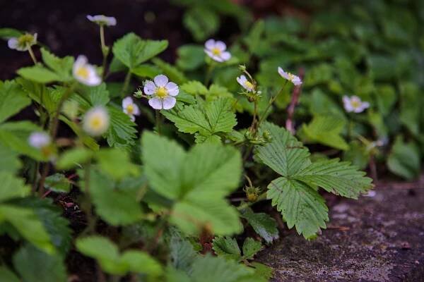 Wild Strawberries
