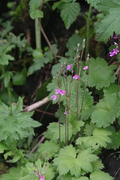 Kruhatka Matthiolova (Cortusa matthioli)