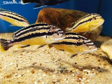 Tlamovci Malawi... Melanochromis auratus - Loděnice, Brno-venkov - Sbazar.cz