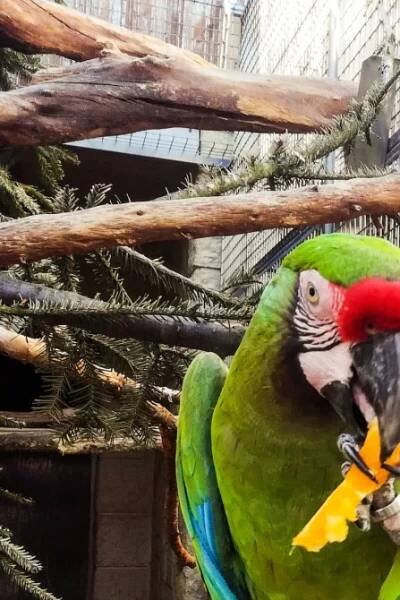 Papouščí zoo Bošovice › Dovčasdětmi.cz