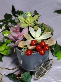 Christmas Succulent Bicycle