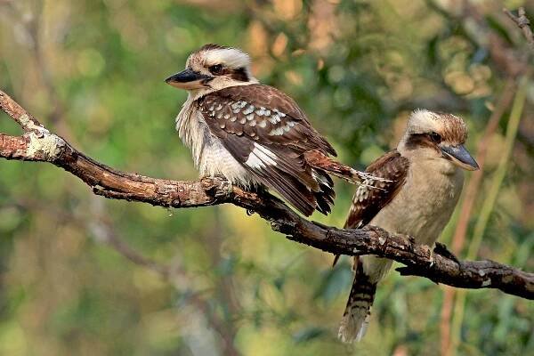 Laughing Kookaburra in Australia (image by Pete Morris)