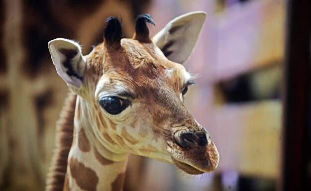 Zoo Ostrava přišla o žirafu. Samec uhynul. Byl druhý nejstarší v ČR