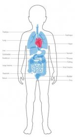 Vektorová samostatná ilustrace dětských vnitřních orgánů v těle chlapce. Žaludek, játra, střeva, močový měchýř, plíce, varlata, páteř, slinivky, ledviny, srdce, měchýř. Lékařský plakát pro dárce — Ilustrace