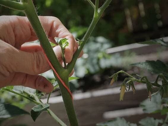 How to prune tomato plants – and the best time of year to do it