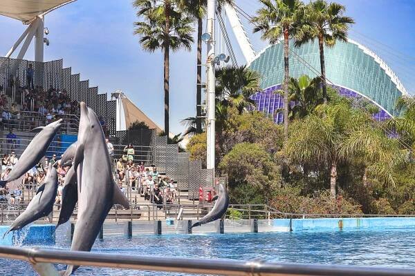 The dolphinarium in the Oceanografic in Valencia, Spain