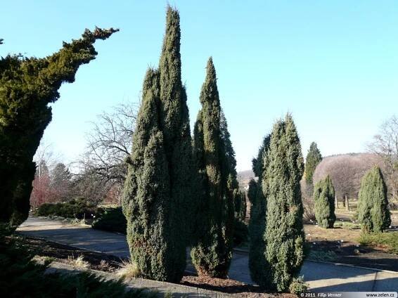 Juniperus communis Hibernica jalovec obecný Stricta