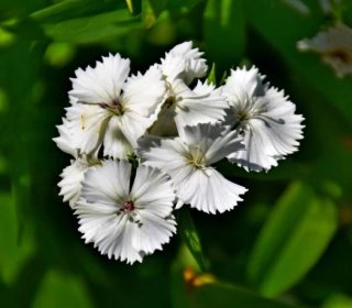 Dianthus barbatus - Hvozdík bradatý Bílý