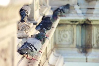 Pigeon Problem