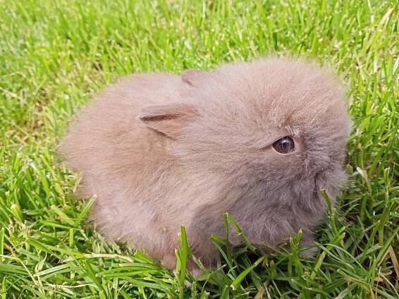 VRH N :: Hobby chov zakrslých králíčků u Doodla2