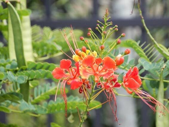 Dwarf Poinciana