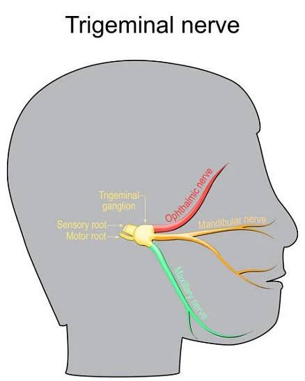 neuralgie trojklaného nervu. hlavový nerv. - neuralgia stock ilustrace