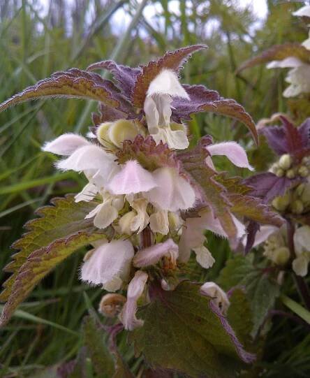 Lamium album