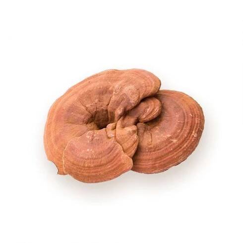 Γανόδερμα 100% Βιολογικό - GanodermaShop.gr