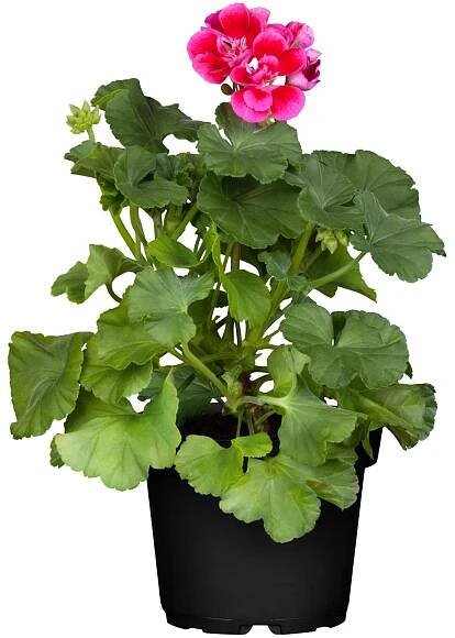 OBI Muškát vzpřímený (Pelargonium zonale) pr. 12 cm nakoupit u OBI