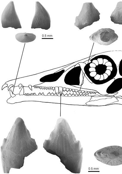 Die Abbildung zeigt von verschiedenen Seiten drei Zähne des Flugsauriers Eudimorphodon, die in der Südeifel gefunden wurden