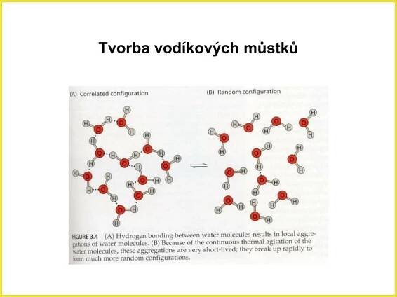 PPT - Vodní provoz rostlin PowerPoint Presentation, free download - ID:4206783