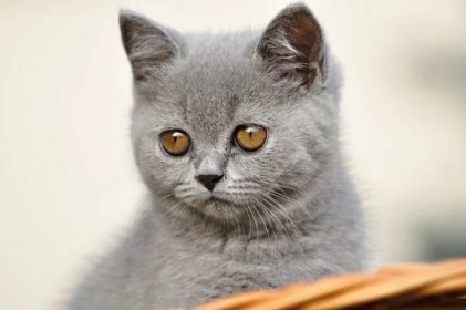 Nalim - chov britských modrých koček