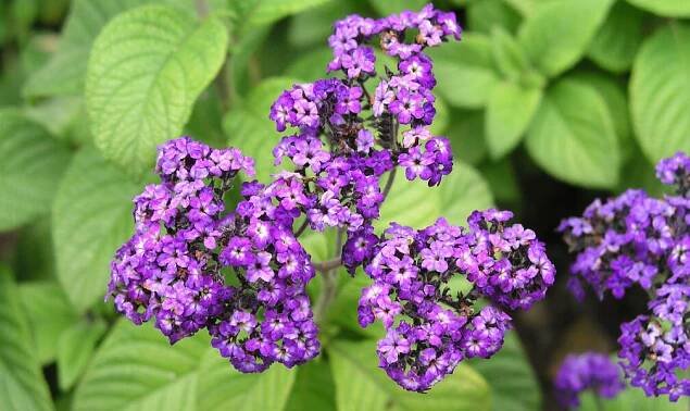 Vanilleblume (Heliotropium arborescens)