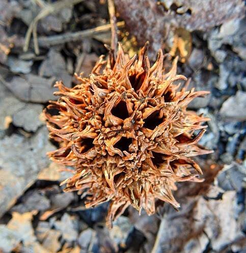 American Sweetgum